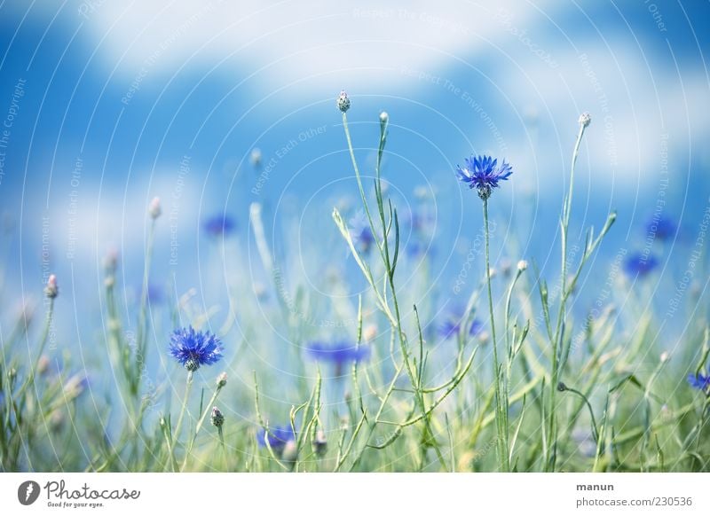 Kornblumen Natur Himmel Sommer Schönes Wetter Pflanze Blume Wildpflanze schön blau Farbfoto Außenaufnahme Menschenleer Tag Sonnenlicht Schwache Tiefenschärfe