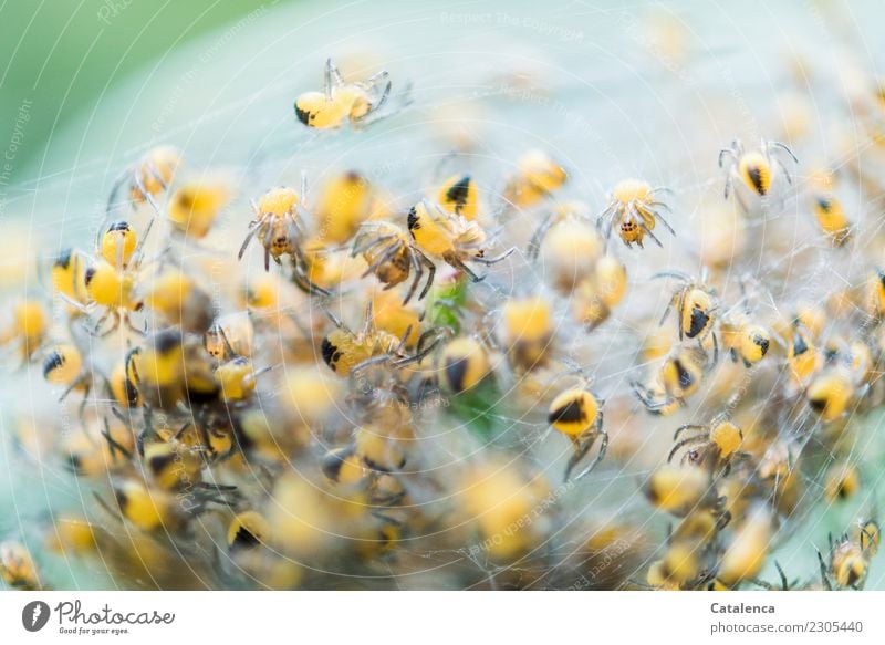 Fürchterlich | fürchterlich viele Spinnenbabys Tier Spinnennetz Tiergruppe Bewegung Wachstum Zusammensein klein braun gelb grün schwarz Stimmung Wachsamkeit