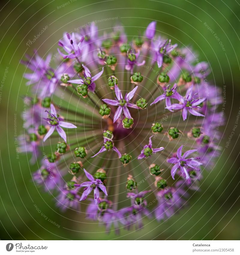 Zierlauchblüte Pflanze Sommer Blüte Garten Blühend Duft verblüht dehydrieren Wachstum ästhetisch grün violett Stimmung Leben Natur Umwelt Farbfoto mehrfarbig