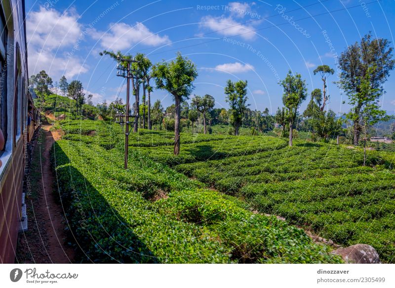 Mit dem Zug über Teeplantage, Sri Lanka schön Ferien & Urlaub & Reisen Tourismus Sommer Berge u. Gebirge Natur Landschaft Wald Hügel Verkehr Eisenbahn grün ella