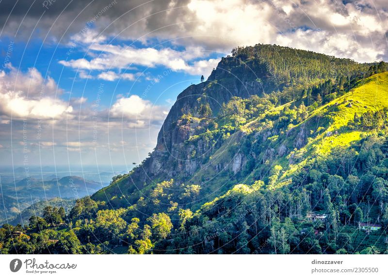 Ella-Felsen, Sri Lanka Tee schön Ferien & Urlaub & Reisen Tourismus Sommer Berge u. Gebirge wandern Natur Landschaft Himmel Wolken Baum Wald Urwald Hügel