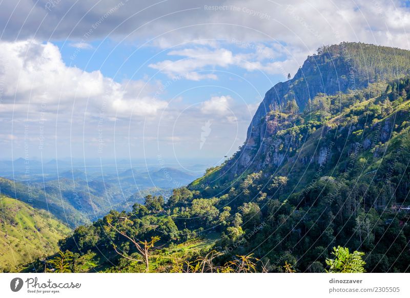 Ella Rock, Sri Lanka Tee schön Ferien & Urlaub & Reisen Tourismus Sommer Berge u. Gebirge wandern Natur Landschaft Himmel Wolken Baum Wald Urwald Hügel Felsen