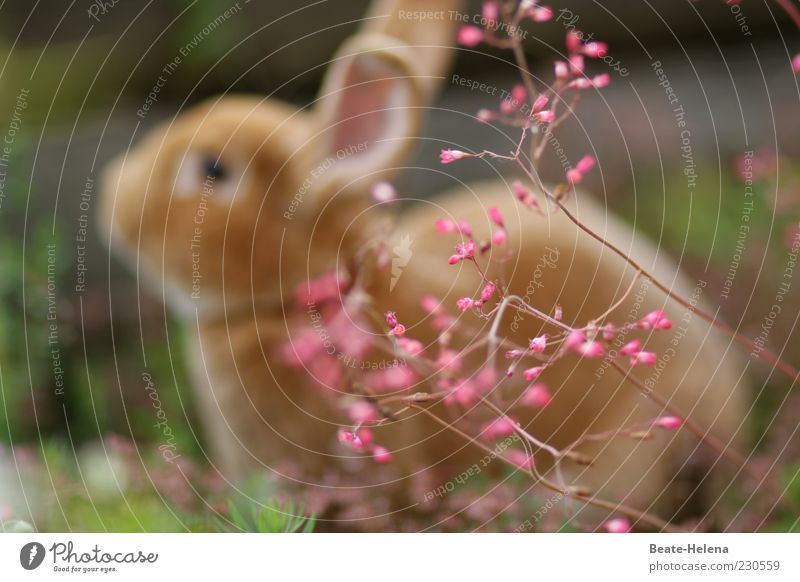 Hurra, der Frühling der ist da! Ostern Tier Haustier Nutztier sitzen weich braun rosa Gefühle Osterhase Hase & Kaninchen Frühlingsblume Frühlingsgefühle