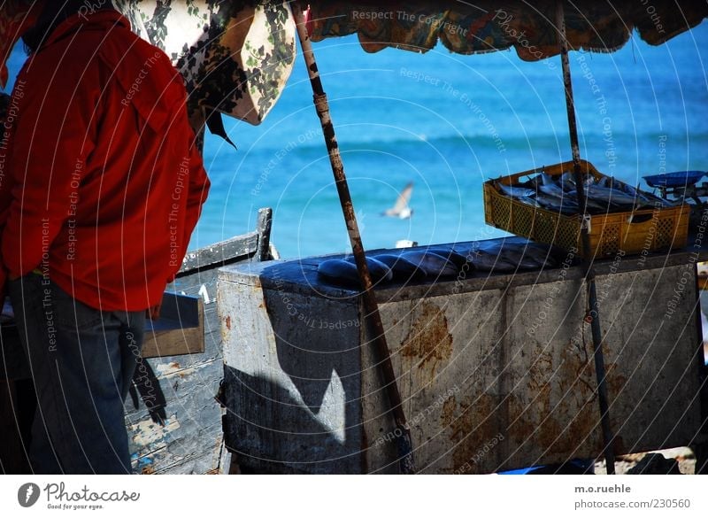 kleine fische 1 Mensch Schönes Wetter Wellen Küste Meer Atlantik Totes Tier Fisch Identität Marktstand Fischereiwirtschaft Fischmarkt Sonnenschirm Möwe