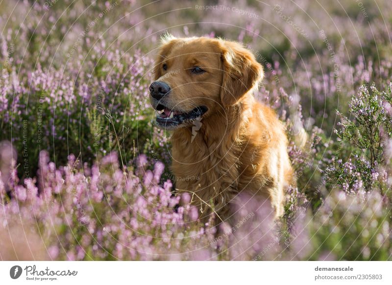 Golden Retriever Portrait. Natur Landschaft Sommer Pflanze Sträucher Blüte Wildpflanze Heide Tier Haustier Hund Fell 1 beobachten Bewegung Blühend entdecken