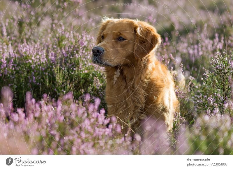 Golden Retriever in blühender Heide. Natur Landschaft Pflanze Tier Sommer Schönes Wetter Blume Sträucher Park Heidekrautgewächse Haustier Hund Fell 1 beobachten