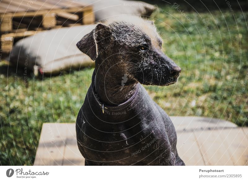 Peruanischer Hund Haut Freundschaft Natur Tier Glatze Haustier Freundlichkeit lustig nackt weiß haarlos Peruaner heimisch Reinrassig Hintergrund Schoßhündchen
