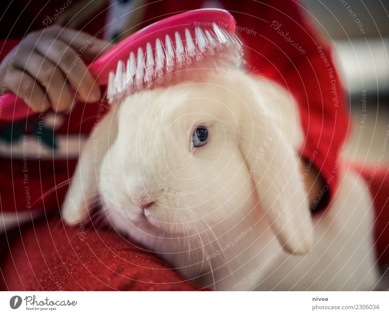 Weisses Kaninchen schön Körperpflege Bürste Kind Mensch Kleinkind Mädchen 1 3-8 Jahre Kindheit Schlafanzug weißhaarig Tier Tiergesicht Fell Hase & Kaninchen