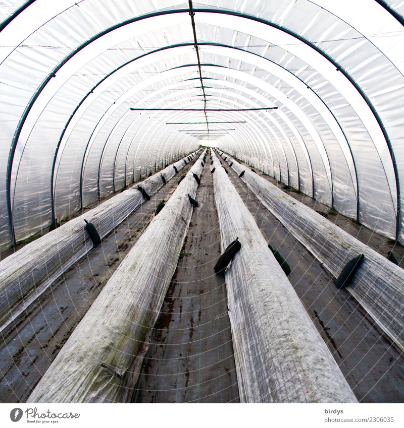 Im Folientunnel Ernährung Gärtner Arbeitsplatz Gewächshaus Landwirtschaft Forstwirtschaft Nutzpflanze Tunnel Folienbeet Kunststoff authentisch lang rund grau