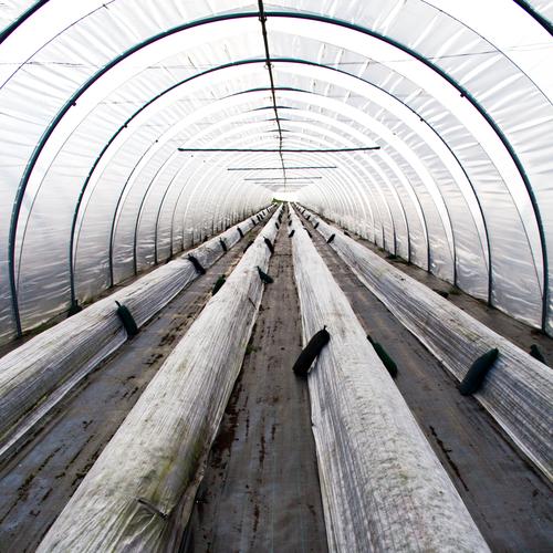 Im Folientunnel Ernährung Gärtner Arbeitsplatz Gewächshaus Landwirtschaft Forstwirtschaft Nutzpflanze Tunnel Folienbeet Kunststoff authentisch lang rund grau