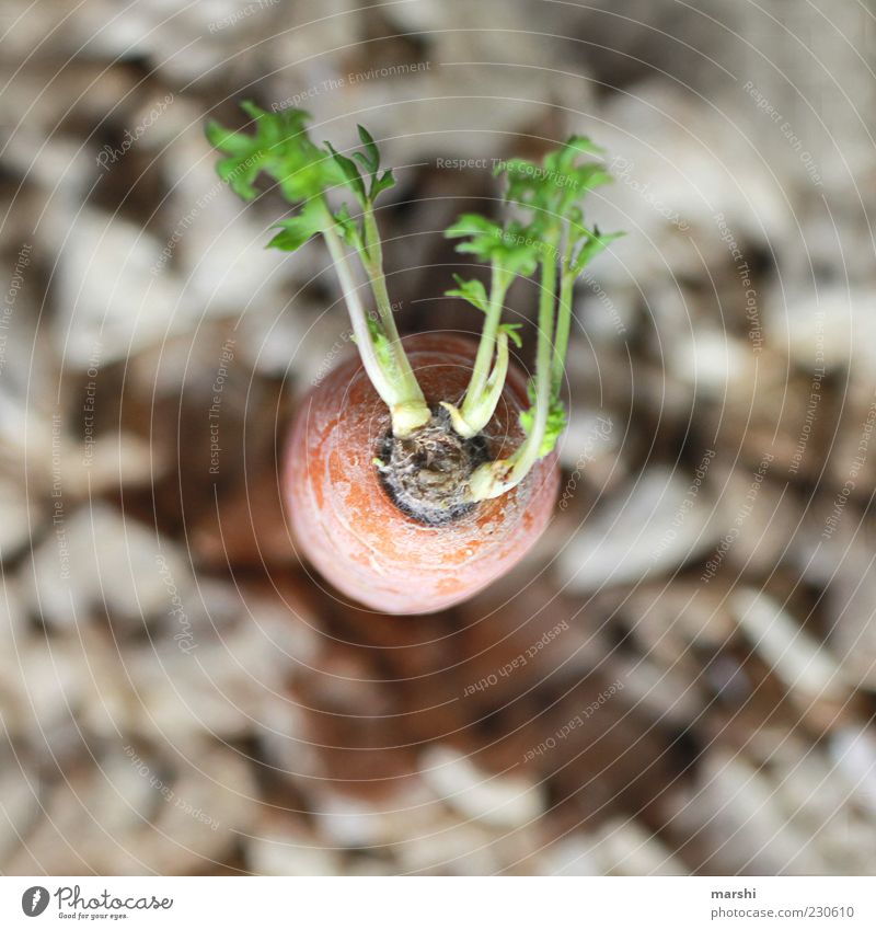 Möhrchen Lebensmittel Gemüse Ernährung Bioprodukte Vegetarische Ernährung grün Farbfoto Außenaufnahme Unschärfe Möhre orange Perspektive Vogelperspektive