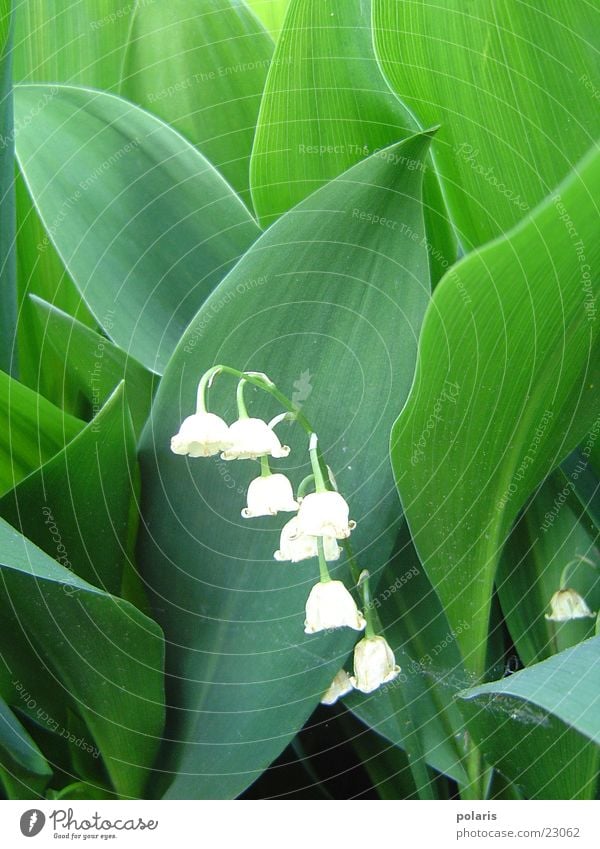 maiglöckchen (oder? +g+) grün weiß Blatt Blume Maiglöckchen Kontrast