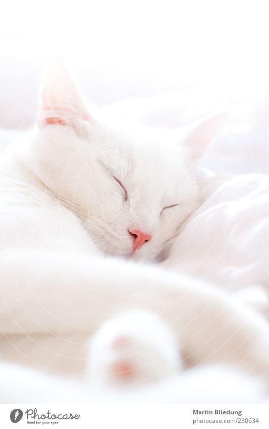 siesta Tier Haustier Katze 1 genießen schlafen träumen schön kuschlig natürlich rosa weiß Tierliebe ruhig Halbschlaf Katzenkopf ruhend Pause liegen Erholung