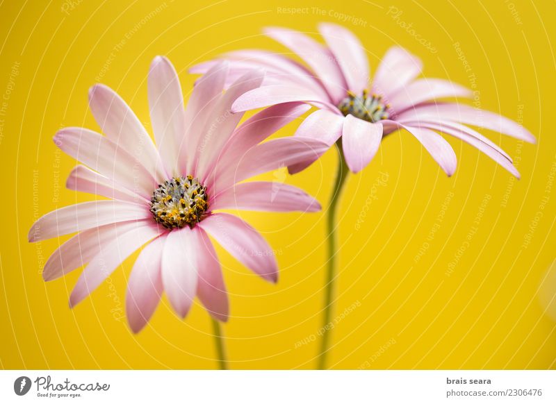 Blumen, zwei rosa Gänseblümchen auf gelbem Hintergrund Dekoration & Verzierung Umwelt Natur Pflanze Blüte Blumenstrauß Ornament frisch natürlich Farbe Frühling