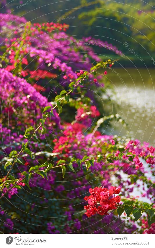 Blumen Pflanze Schönes Wetter Sträucher Blüte Park Teich See Duft mehrfarbig grün violett rot Farbfoto Außenaufnahme Menschenleer Tag Licht Sonnenlicht