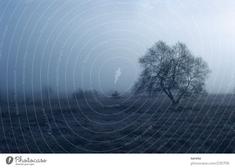 Koralle Landschaft schlechtes Wetter Nebel kalt Winter Hochmoor Hohes Venn Naturschutzgebiet Sträucher Baum verzweigt Wind vereinzelt blau-grau Einsamkeit