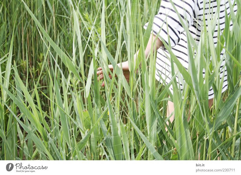 Streifzug Junge Frau Jugendliche Rücken Natur Pflanze Sommer Schönes Wetter Grünpflanze berühren stehen Lebensfreude Schilfrohr gestreift Streifenpullover