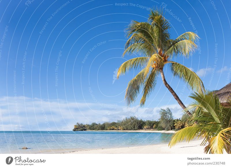 MAURITIUS Mauritius Sommer Sonne Palme Strand Meer Idylle Landschaft Farbfoto Textfreiraum links Reisefotografie Himmel deutlich schön traumhaft himmlisch Natur