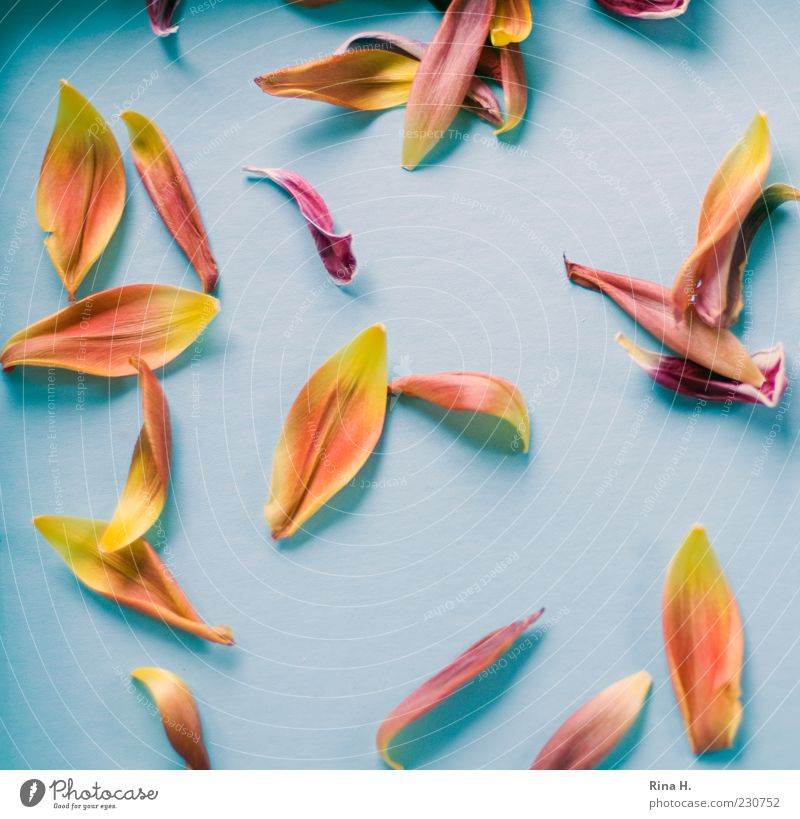 TulpenBlätter Blatt verblüht hell blau gelb gold Vergänglichkeit Farbfoto Innenaufnahme Licht Schatten Vogelperspektive Tulpenblüte Blütenblatt