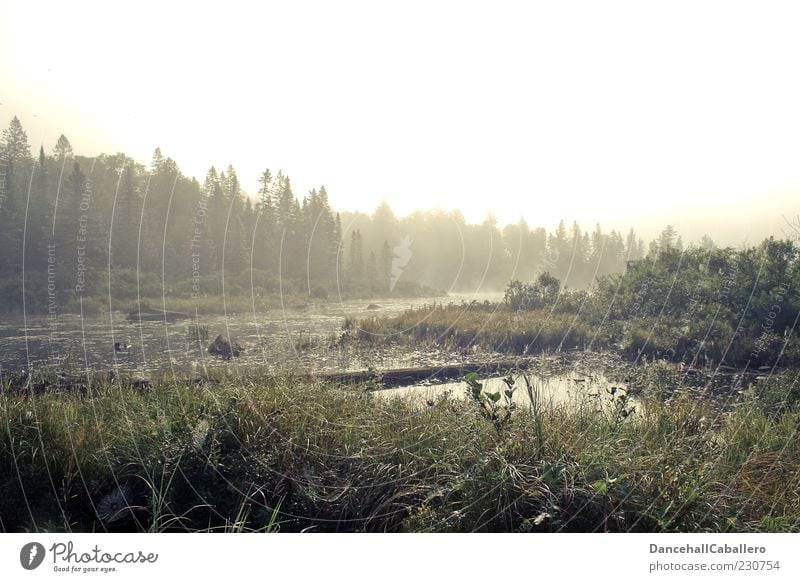 Morgennebel Sommer Natur Landschaft Pflanze Wasser Wetter Nebel Baum Wald Moor Sumpf Teich schön ruhig Idylle Umwelt Tau Spinnennetz Einsamkeit