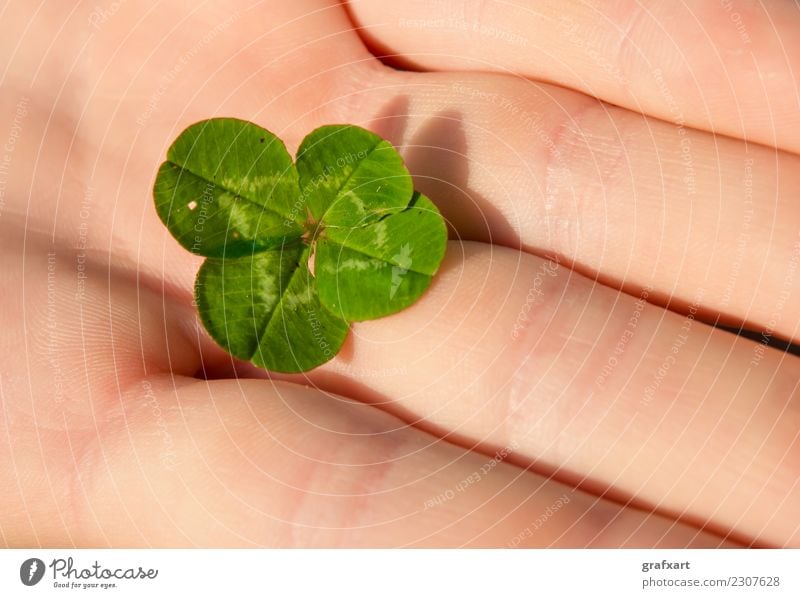 Vierblättriges Glücks-Kleeblatt in der Hand Finger vierblättrig Republik Irland grün Pflanze Natur Volksglaube Glücksbringer Symbole & Metaphern