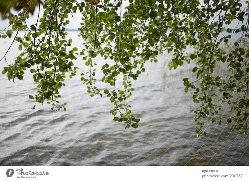 Rauschen harmonisch Wohlgefühl Erholung ruhig Umwelt Natur Wasser Sommer Wind Baum Blatt See ästhetisch Einsamkeit einzigartig Freiheit Leben Zeit Farbfoto