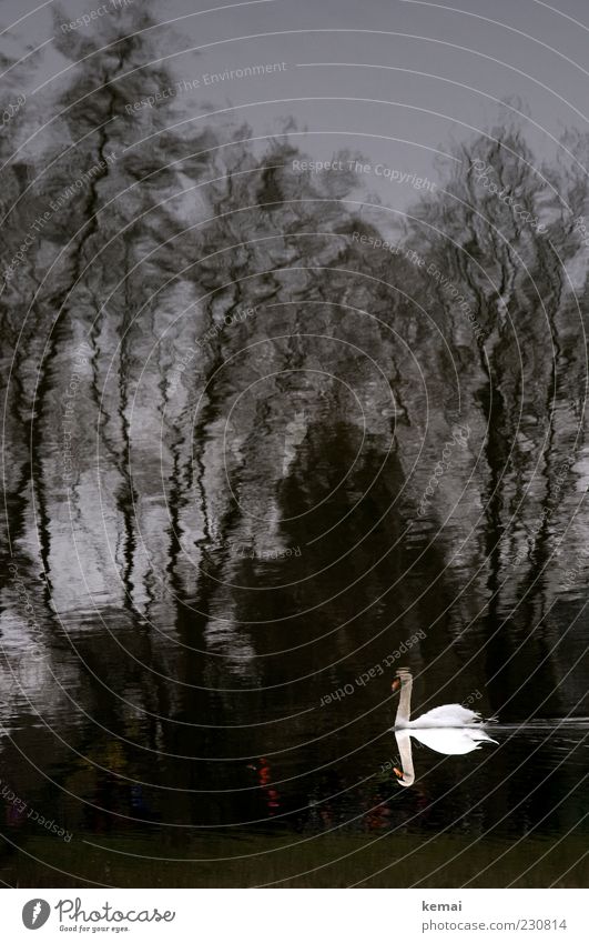 KAmiKAze - Schwan Umwelt Natur Tier Wasser Baum Teich See Wildtier 1 schwarz weiß Farbfoto Außenaufnahme Tag Dämmerung Licht Schatten Kontrast