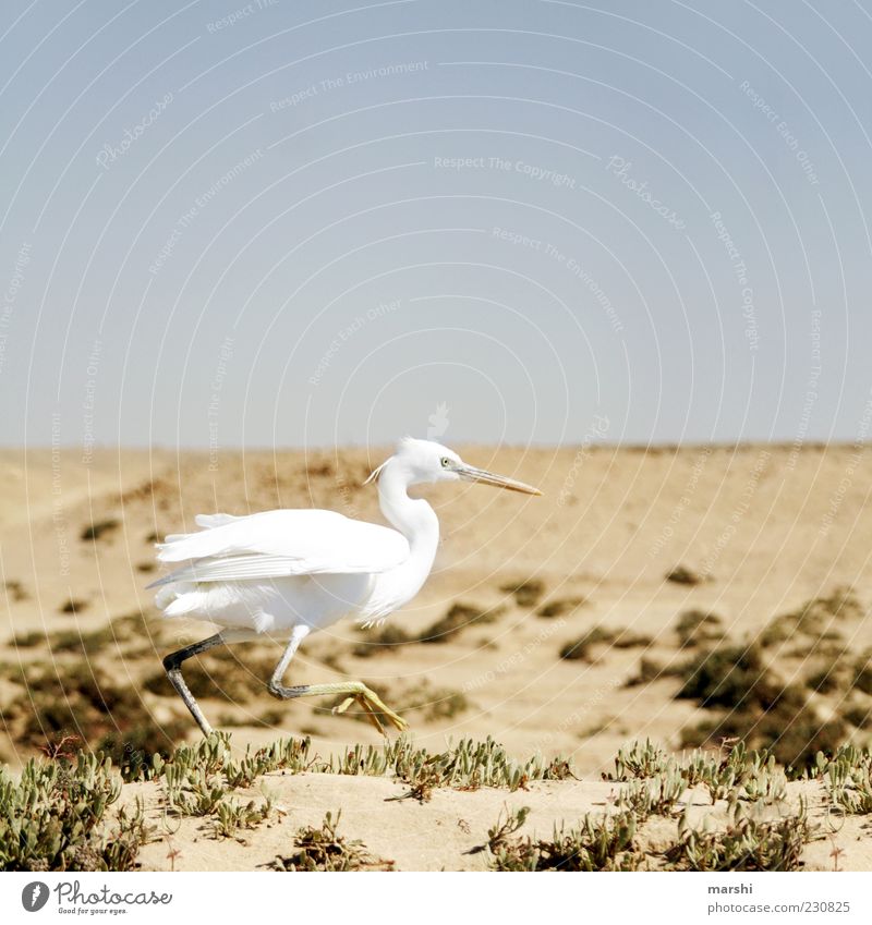 Roadrunner Tier Vogel 1 Geschwindigkeit braun weiß Reiher Sand Wüste rennen Himmel Natur Steppe Federvieh Farbfoto Außenaufnahme Laufvogel Blauer Himmel