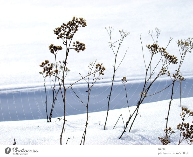 Rebellion gegen den Winter kalt ruhig widersetzen Pflanze Schnee Sonne Schönes Wetter dünn