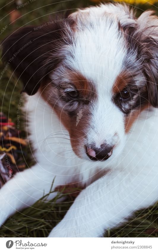 Tierportrait Australian Shepherd Aussie Welpe Haustier Hund Tiergesicht Fell Pfote 1 ästhetisch außergewöhnlich elegant schön kuschlig Neugier niedlich positiv