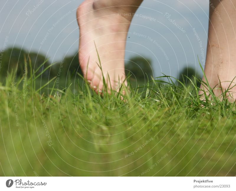 Nackte Füße in freier Natur Gras Baum grün Gelenk gehen Sportrasen unverhüllt Grünfläche Mensch Makroaufnahme Nahaufnahme Freude Fuß blau Himmel Fußknöchel