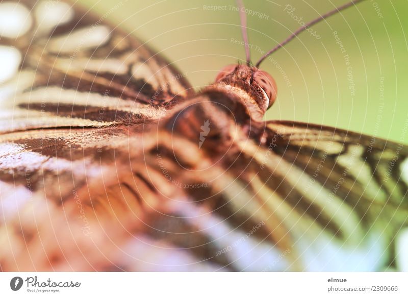 entfaltet (3) Tier Frühling Tropenhaus Tropischer Garten Schmetterling Flügel Fühler Facettenauge Muster elegant schön einzigartig klein Glück Fröhlichkeit