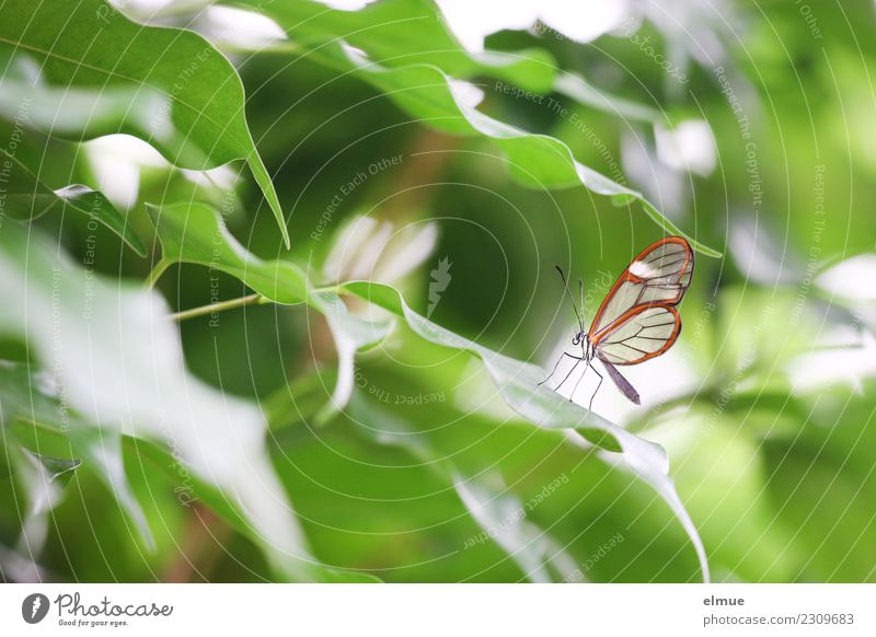 zart beflügelt Frühling Blatt Grünpflanze Schmetterling Glasflügler Tropenhaus Schmetterlingshaus elegant hell schön einzigartig klein niedlich grün orange