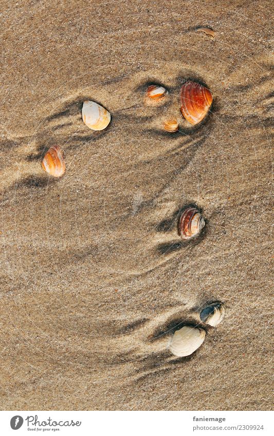 Muscheln im Sand Umwelt Natur Schönes Wetter Schwimmen & Baden Meeresfrüchte Nordsee egmond Niederlande Spuren orange weiß Warme Farbe Angespült Strandgut