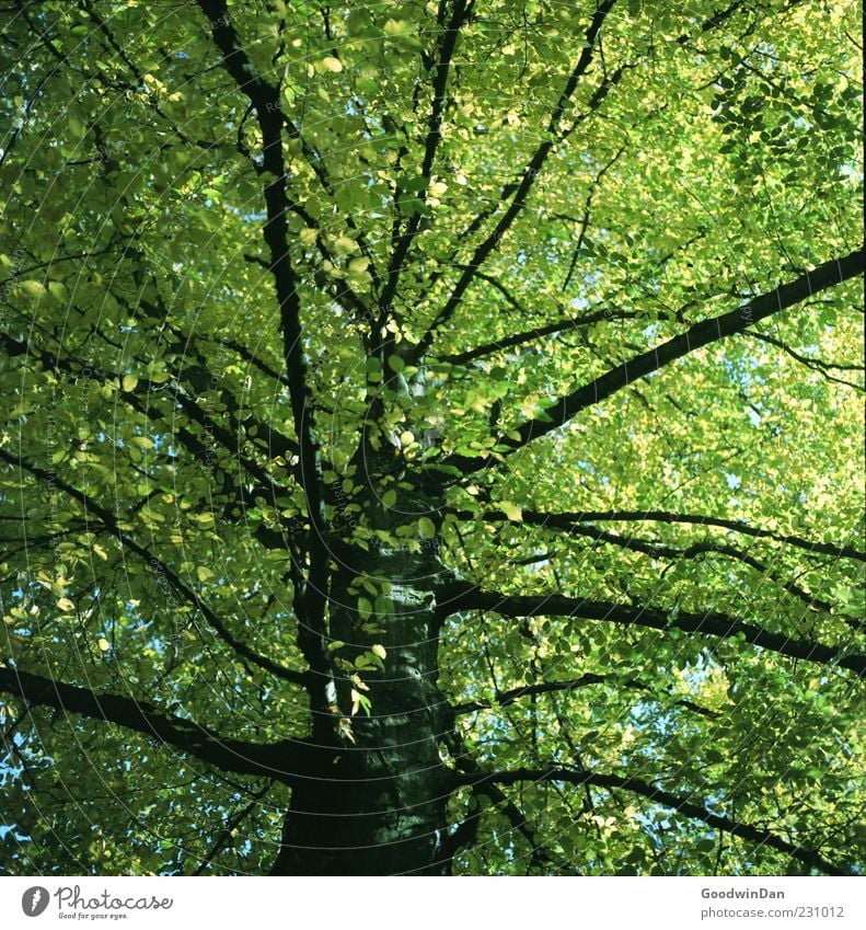 grün. Umwelt Natur Herbst Schönes Wetter Pflanze Baum Blatt alt frei groß Unendlichkeit hoch schön viele Stimmung Farbfoto Außenaufnahme Menschenleer Licht