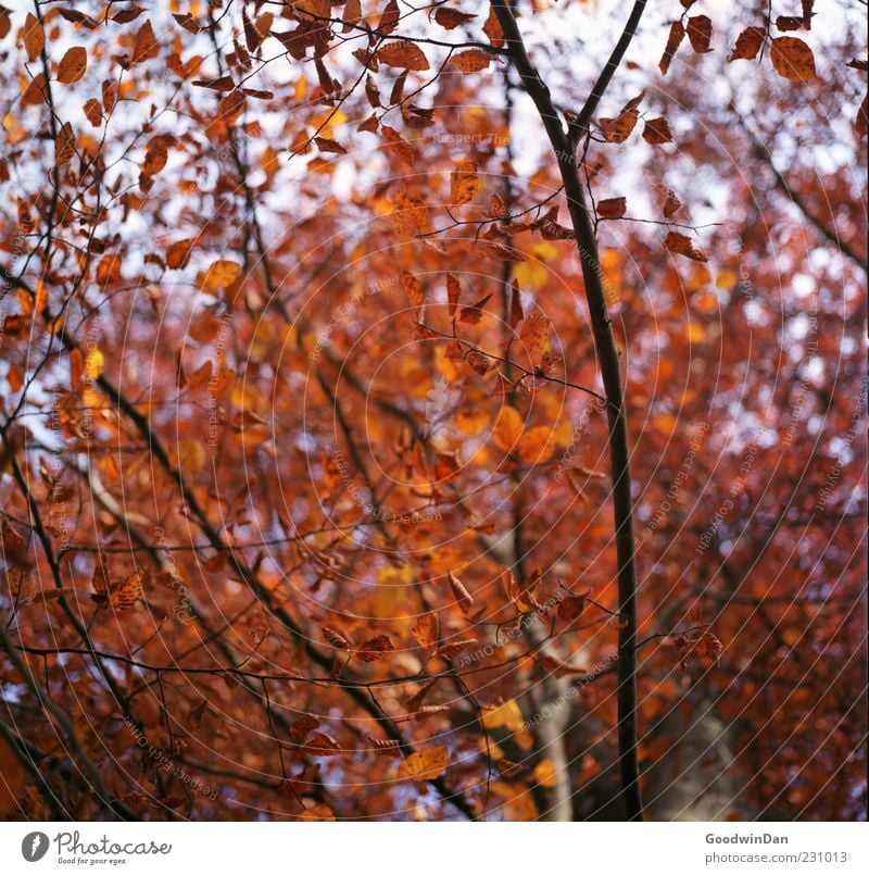 rot. Umwelt Natur Herbst Pflanze Baum Blatt frei groß trocken viele Stimmung Farbfoto Außenaufnahme Menschenleer Licht Kontrast Schwache Tiefenschärfe Totale
