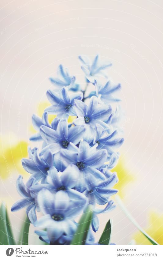 Blau sein Natur Pflanze Frühling Sommer Schönes Wetter Blume Blüte Topfpflanze ästhetisch nah blau gelb Farbfoto mehrfarbig Außenaufnahme Nahaufnahme