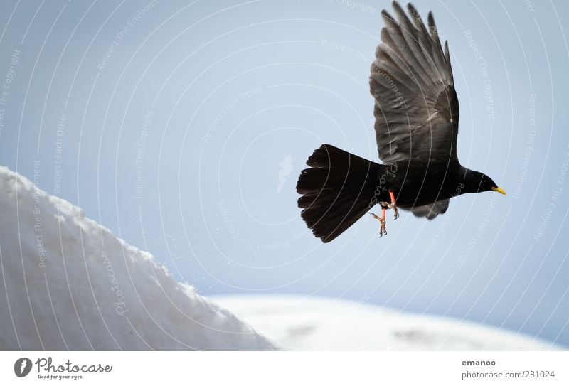 Startflug Natur Tier Himmel Winter Wetter Schnee Alpen Berge u. Gebirge Wildtier Vogel 1 fliegen dunkel elegant frei kalt schwarz weiß Nervosität Schüchternheit