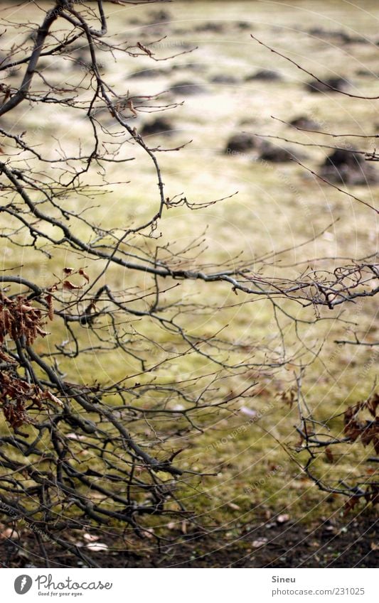 De Maulwurfn hier! Umwelt Natur Landschaft Pflanze Herbst Wiese Maulwurfshügel Farbfoto Außenaufnahme Menschenleer Tag Zweige u. Äste laublos vertrocknet