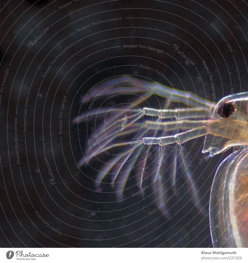 Portrait eines Wasserflohs bei ca. 100facher Vergrößerung im Dunkelfeld Umwelt Natur Tier braun schwarz Auge Fabelwesen Mikrofotografie Farbfoto Studioaufnahme