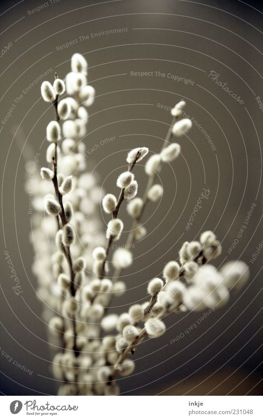flauschiger Frühling Pflanze Sträucher Weidenkätzchen schön natürlich weich grau weiß Frühlingsgefühle Natur Umwelt Wachstum Ast Farbfoto Außenaufnahme