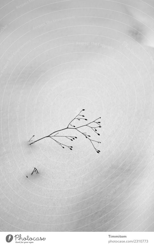 Winterblues. Umwelt Natur Klima Schnee Pflanze Hügel grau schwarz Gefühle Einsamkeit kalt Schwarzweißfoto Außenaufnahme Menschenleer Tag