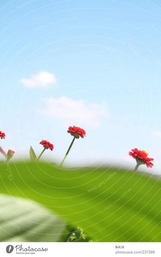 die 5 Zwerge vom Bodensee Pflanze Himmel Wolken Frühling Sommer Schönes Wetter Blume Blatt Blüte Duft Wachstum grün rot Frühlingsgefühle Dimension Perspektive