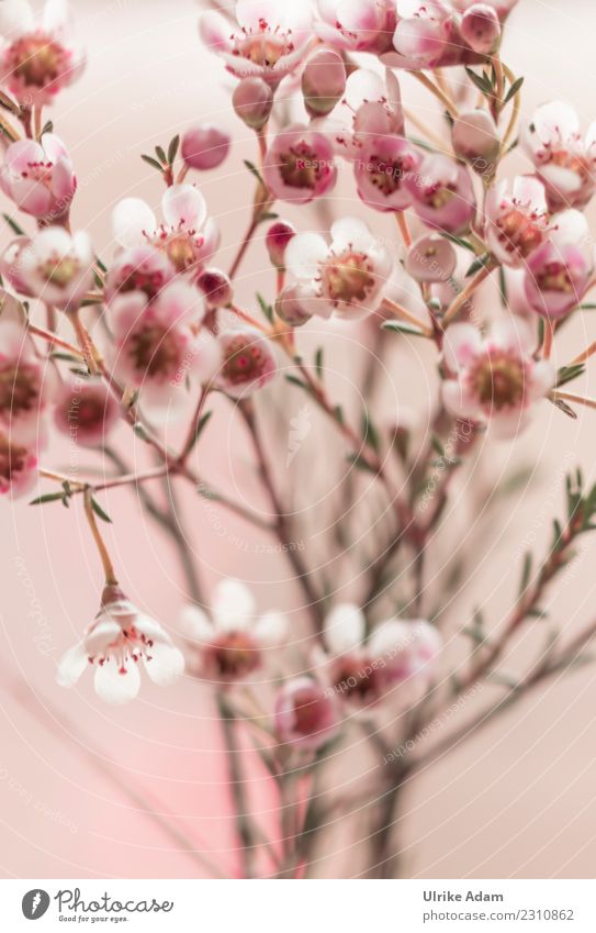 Makro der Wachsblume (Chamelaucium uncinatum) Natur Pflanze Frühling Sommer Herbst Winter Blume Blüte Topfpflanze Blumenstrauß Blühend frisch schön rosa weiß