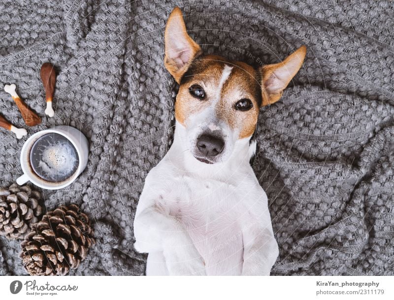 Liebenswerter Hund, der auf der Decke liegt, mit einer Tasse Kaffee und Leckereien. Heißgetränk Lifestyle Stil schön Gesundheitswesen Spa Massage Essen