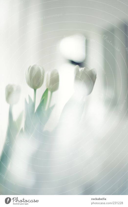 peng. frühling! Pflanze Tulpe Blumenstrauß ästhetisch Duft elegant frisch schön natürlich weich weiß einzigartig Kitsch Stil mehrfarbig Innenaufnahme