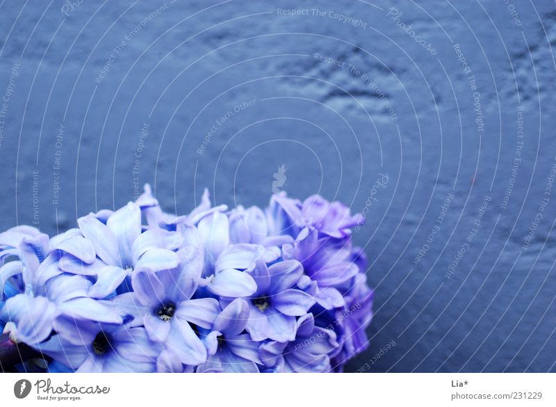 Hyazinthe vor lila Mauer Ostern Frühling Pflanze Blume Blüte Blühend Duft blau violett Frühlingsblume Frühlingsfarbe Dekoration & Verzierung Hintergrundbild