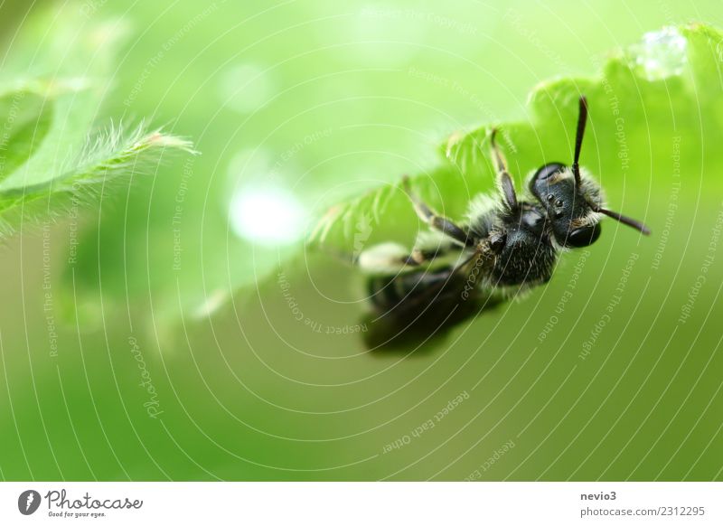 Insekt hängt kopfüber an einem Blatt Tier Frühling Pflanze Gras Fliege Biene 1 hängen warten ästhetisch schön wild weich grün schwarz Insektenschutz Regen