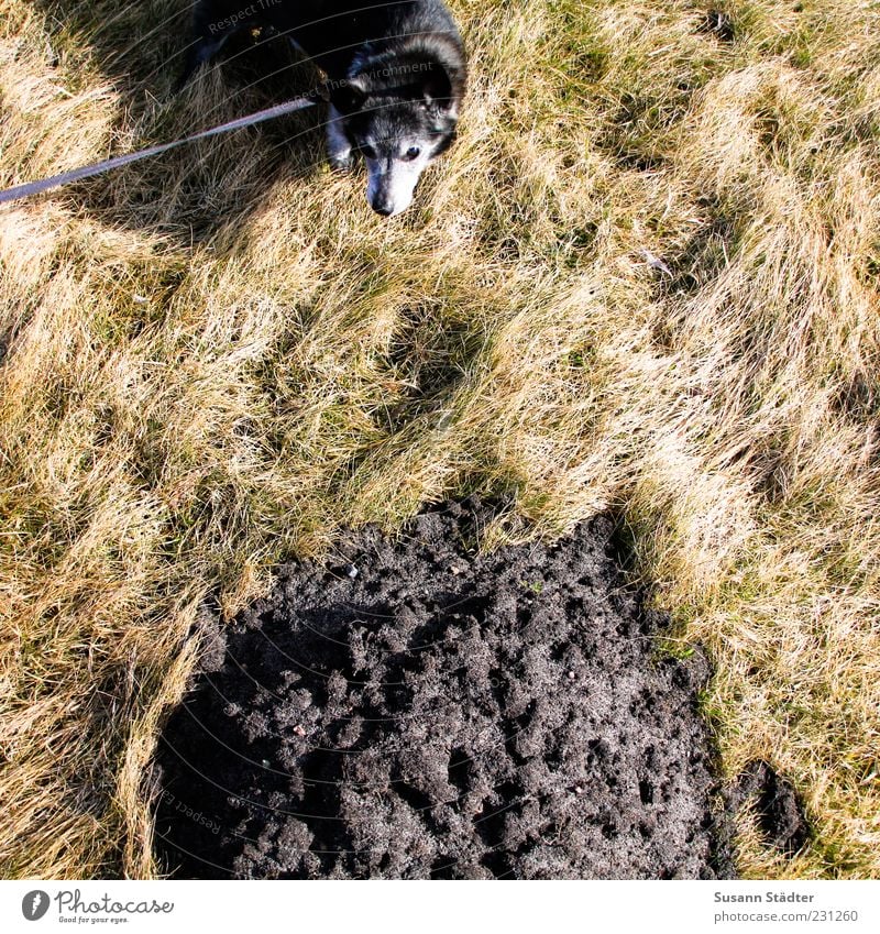 ich war‘s nicht Umwelt Urelemente Erde Dürre Pflanze Gras Sträucher Haustier Hund warten außergewöhnlich Natur Kot Haufen Hundeleine Farbfoto Außenaufnahme