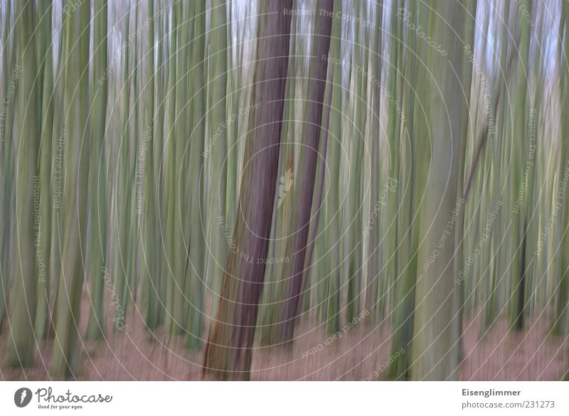 Waldimpression Umwelt Natur Landschaft Pflanze Erde Baum verstört ästhetisch Freiheit geheimnisvoll Idylle Perspektive Wachstum Baumstamm Binz Rügen